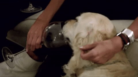 dog-drinking-wine